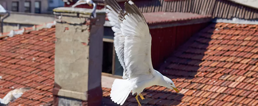 Residential Chimney Animal Removal Solution in Sammamish, WA