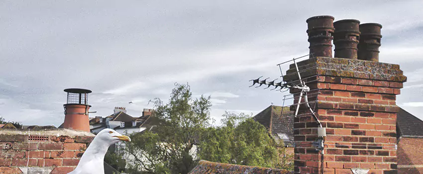Chimney Cleaning And Restoration in Sammamish, Washington